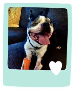 Dog Pet Sitting In Seattle With Paws and Palaces