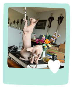 Cat Sitting In Seattle With Paws and Palaces