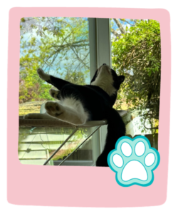 Day Drop-In's for Your Cat in Seattle with Paws and Palaces