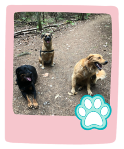 Group Dog Park Outings in Seattle with Paws and Palaces