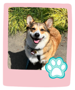 Solo Dog Walks in Seattle with Paws and Palaces