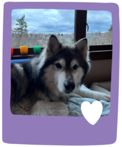 Professional In Home Animal Sitting Services from Paws and Palaces in South Seattle