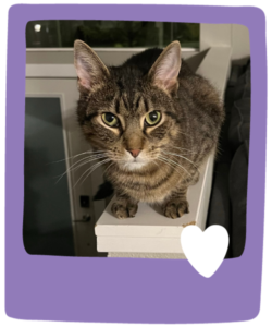 Professional Cat Sitting in South Seattle