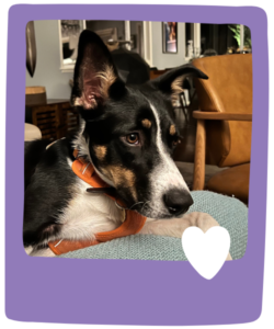 Dog sitting in your home in South Seattle by Paws and Palaces