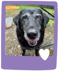 Professional Senior Pet Sitting in South Seattle