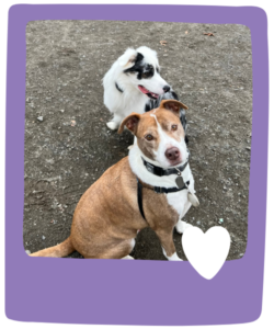 Dog Walking Services in South Seattle with Paws and Palaces.